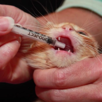 Hệ miễn dịch của một số mèo con rất yếu, dẫn đến tác dụng phụ của thuốc khiến tiêu chảy