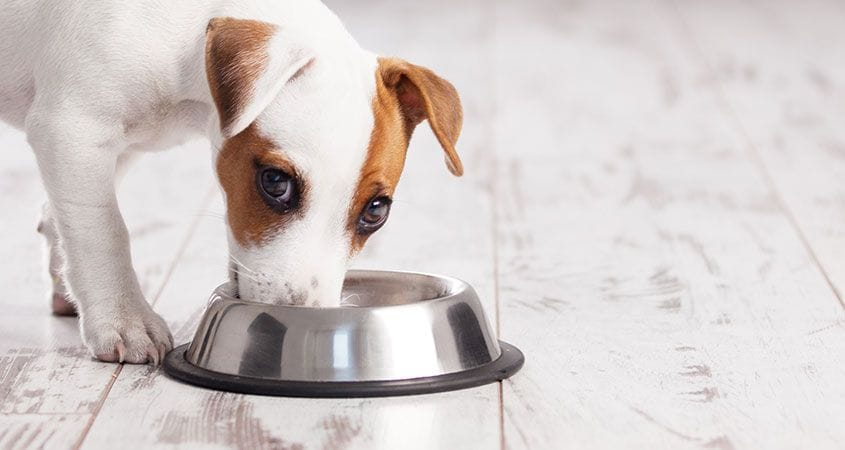 Luôn vệ sinh nơi ăn uống, nghỉ ngơi của thú cưng, áp dụng chế độ ăn hợp lý