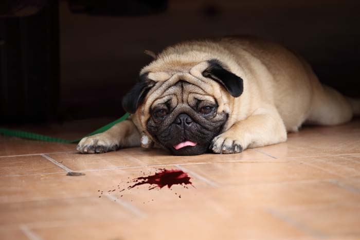 Cách xử lý khi chó bị đau bụng đi ngoài ra máu 
