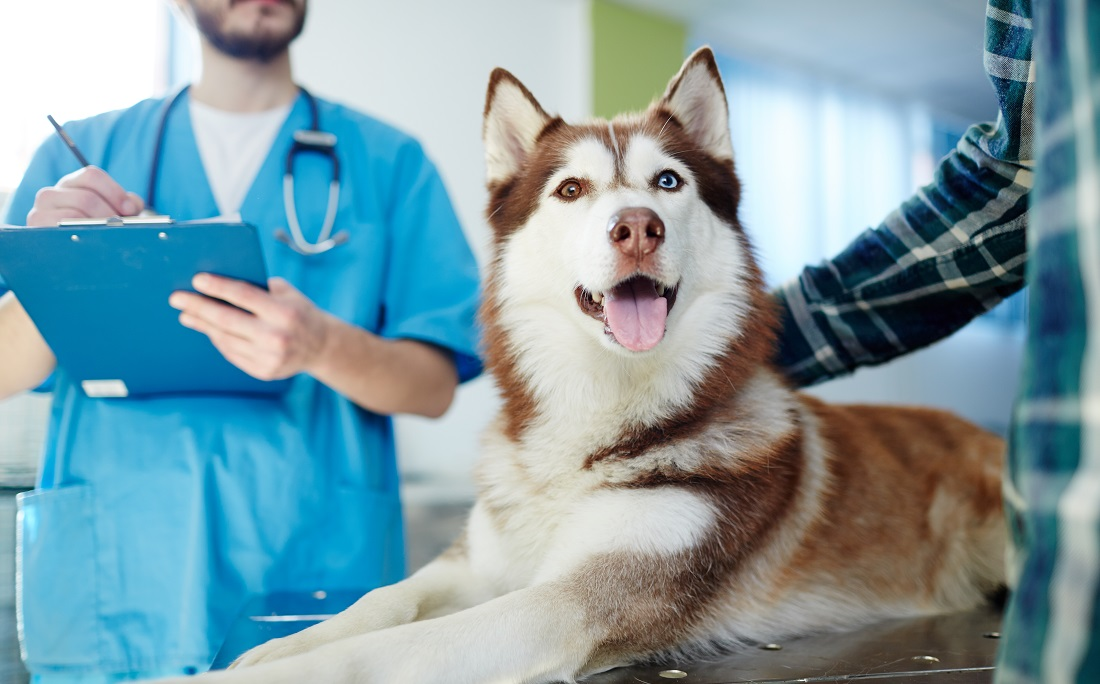 Việc điều trị khi chó bị đi ngoài ra máu cần được đặc biệt quan tâm