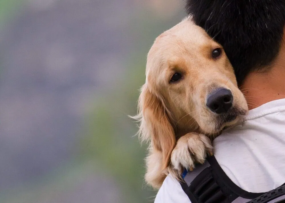 Nếu được chăm sóc cẩn thận sẽ giúp nâng cao khả năng chữa lành bệnh cho chó