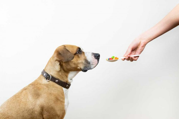 Trường hợp chó bị tiêu chảy ra máu không giảm trong 2-3 ngày thì cần đưa chó ra thú y để chữa trị kịp thời