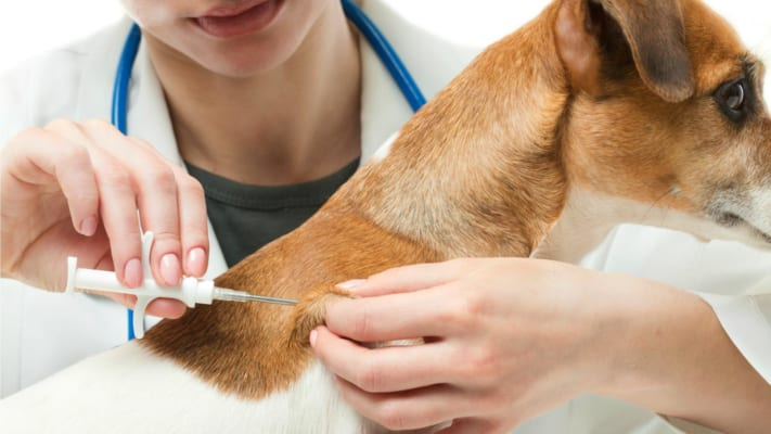 Một số chó nhạy cảm có thể phản ứng với vacxin