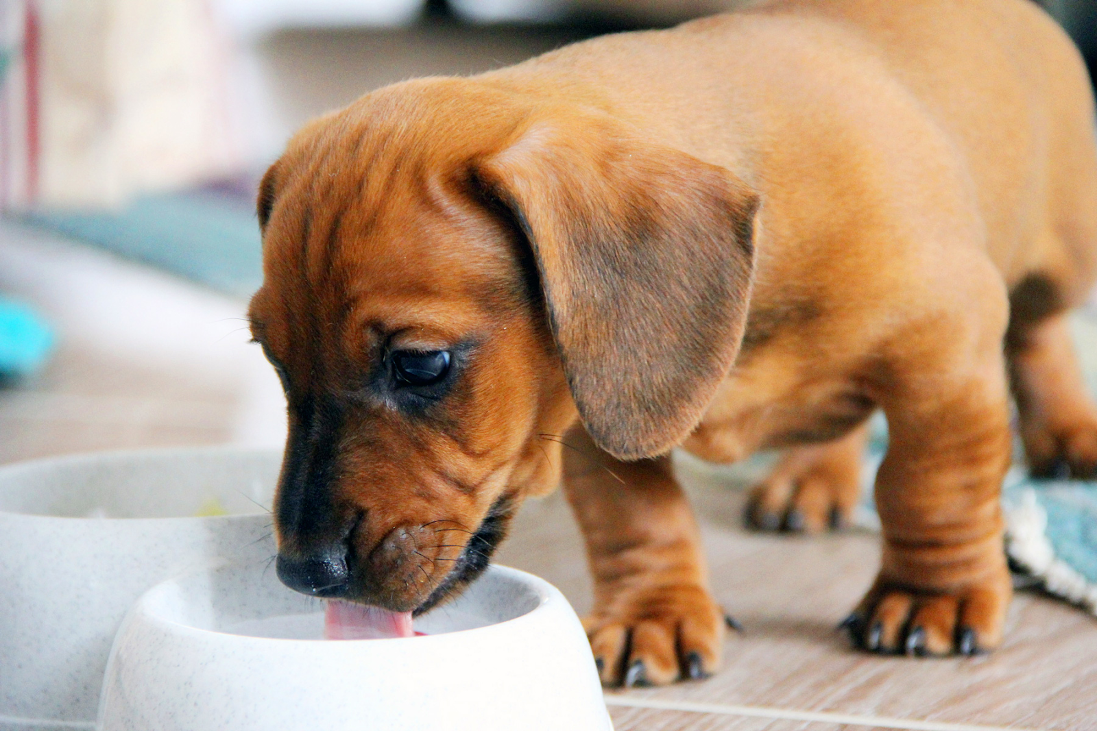 Chó con có hệ tiêu hóa yếu nên rất cần chú ý đến chế độ ăn