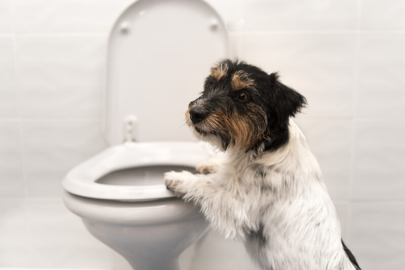 Căn cứ vào tần suất đi ngoài của chó ta có thể dự đoán được chó có đang bị bệnh hay không