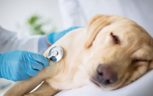 Nếu tình trạng không thuyên giảm cần mang chó đến bác sĩ thú y ngay