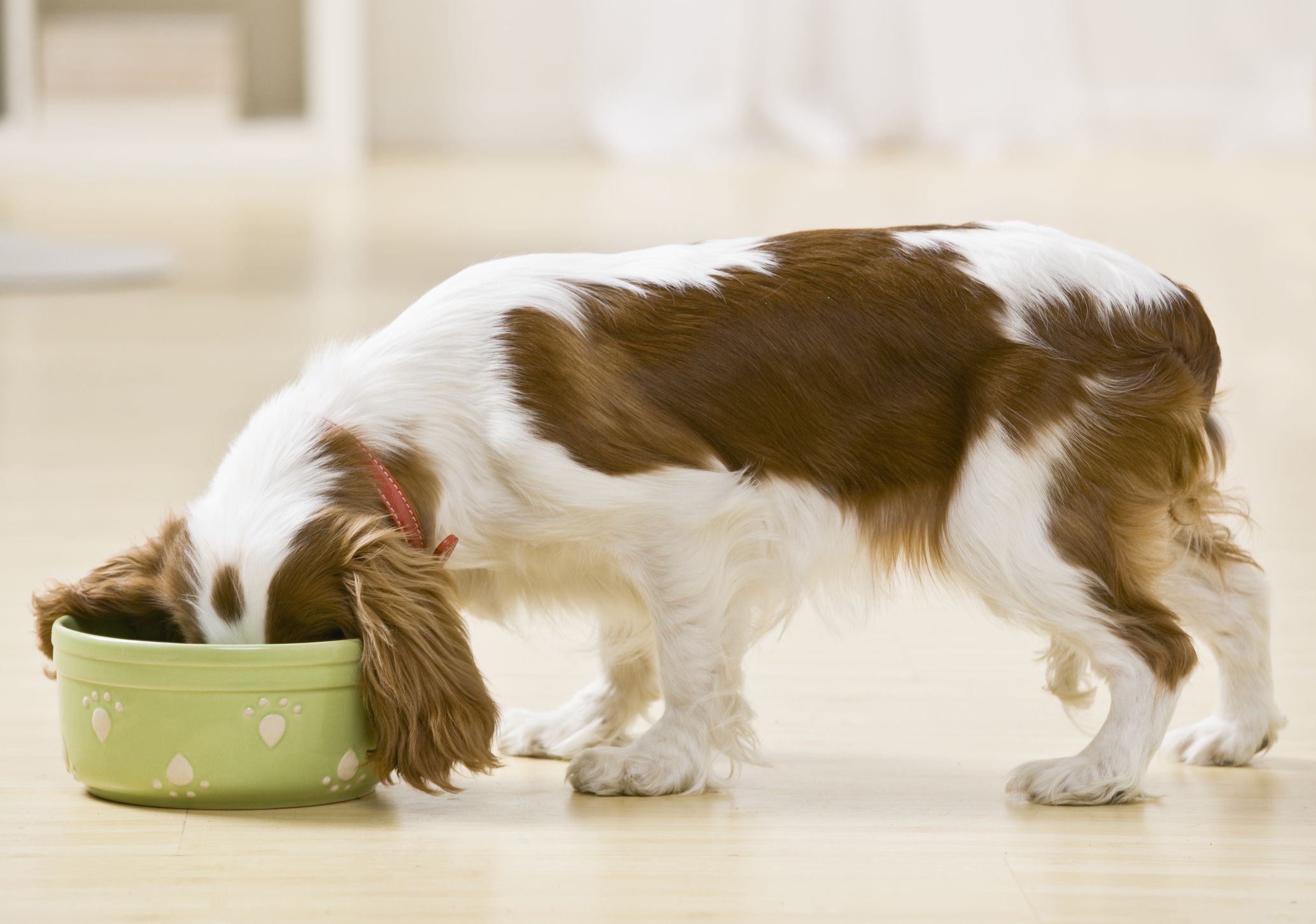 Chó bị Parvo sau khi khỏi bệnh Parvo nên ăn gì? Mách bạn cách chuẩn bị chế độ ăn uống  đúng cách cho bé