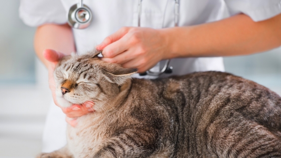 Tiêm phòng bệnh cho mèo để phòng tránh mèo bị đi ngoài hữu hiệu nhất