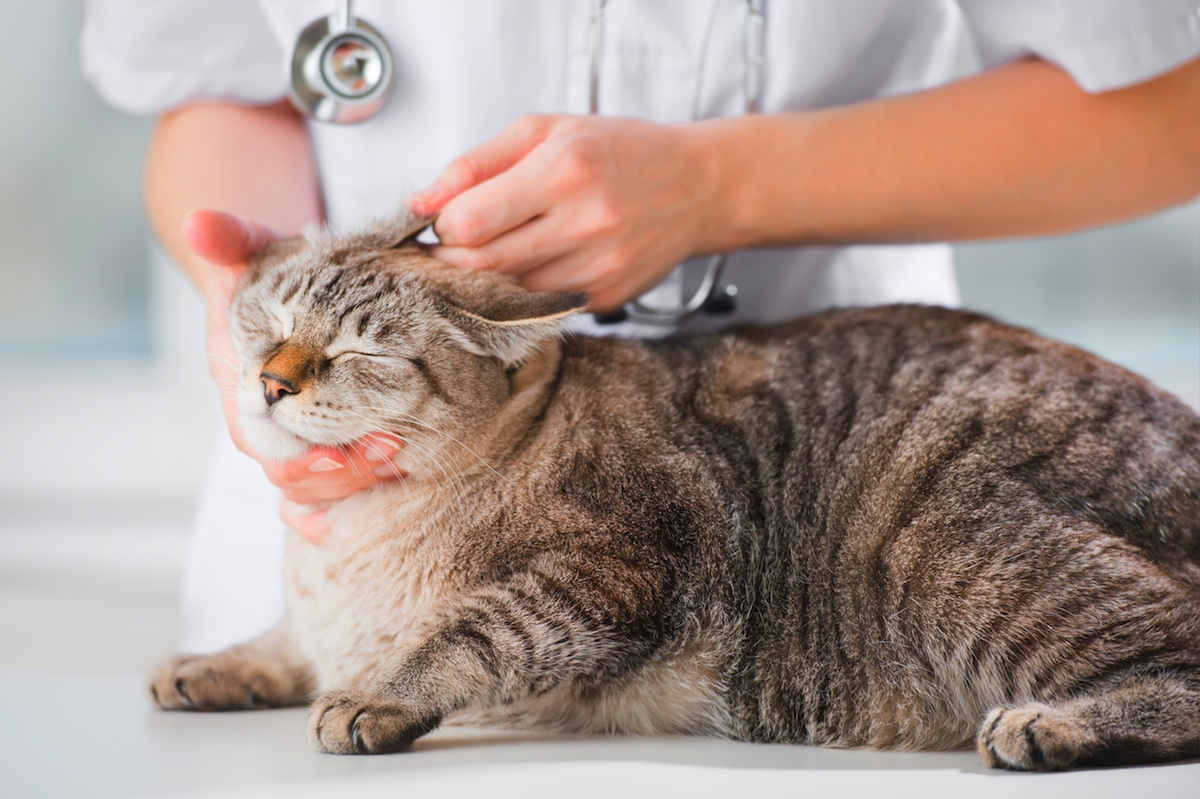 Tiêm chủng đầy đủ và khám sức khỏe thú cưng sau điều trị