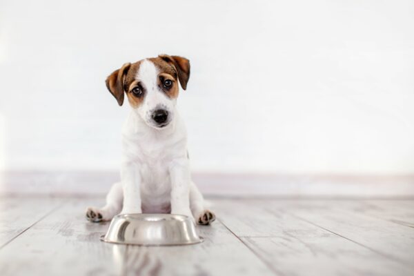 Chó không đi ngoài được phổ biến nhất là do chế độ ăn uống không phù hợp