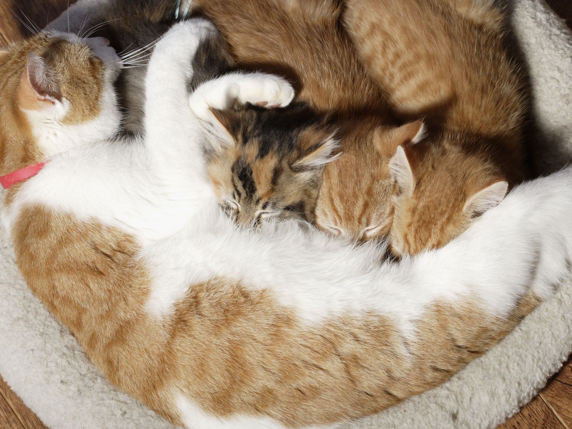 Việc mèo mẹ bị tiêu chảy thường không liên quan đến việc bé mèo mang thai hay sau sinh