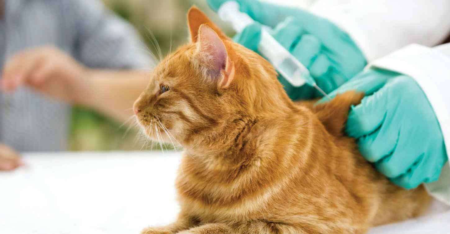 Nên cho mèo tiêm phòng đầy đủ để tránh nhiễm virus gây bệnh