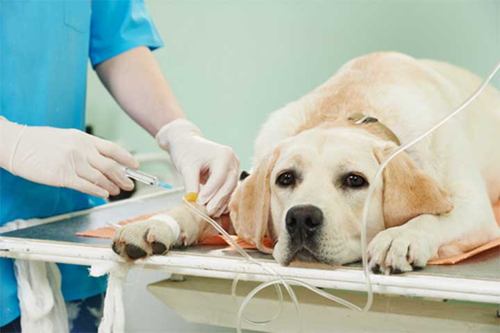 Truyền dịch giúp phục hồi thể trạng cho chó khi nhiễm bệnh