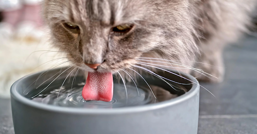 Cung cấp đầy đủ nước cho mèo khi uống sữa bị tiêu chảy