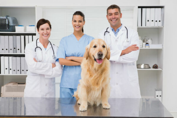 Trung tâm y tế uy tín sẽ xét nghiệm Parvo ở chó một cách chính xác nhất