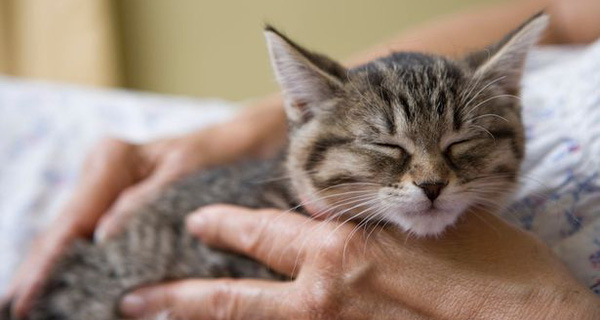 Những điểm cần lưu ý khi chữa bệnh bạch cầu cho mèo tại nhà