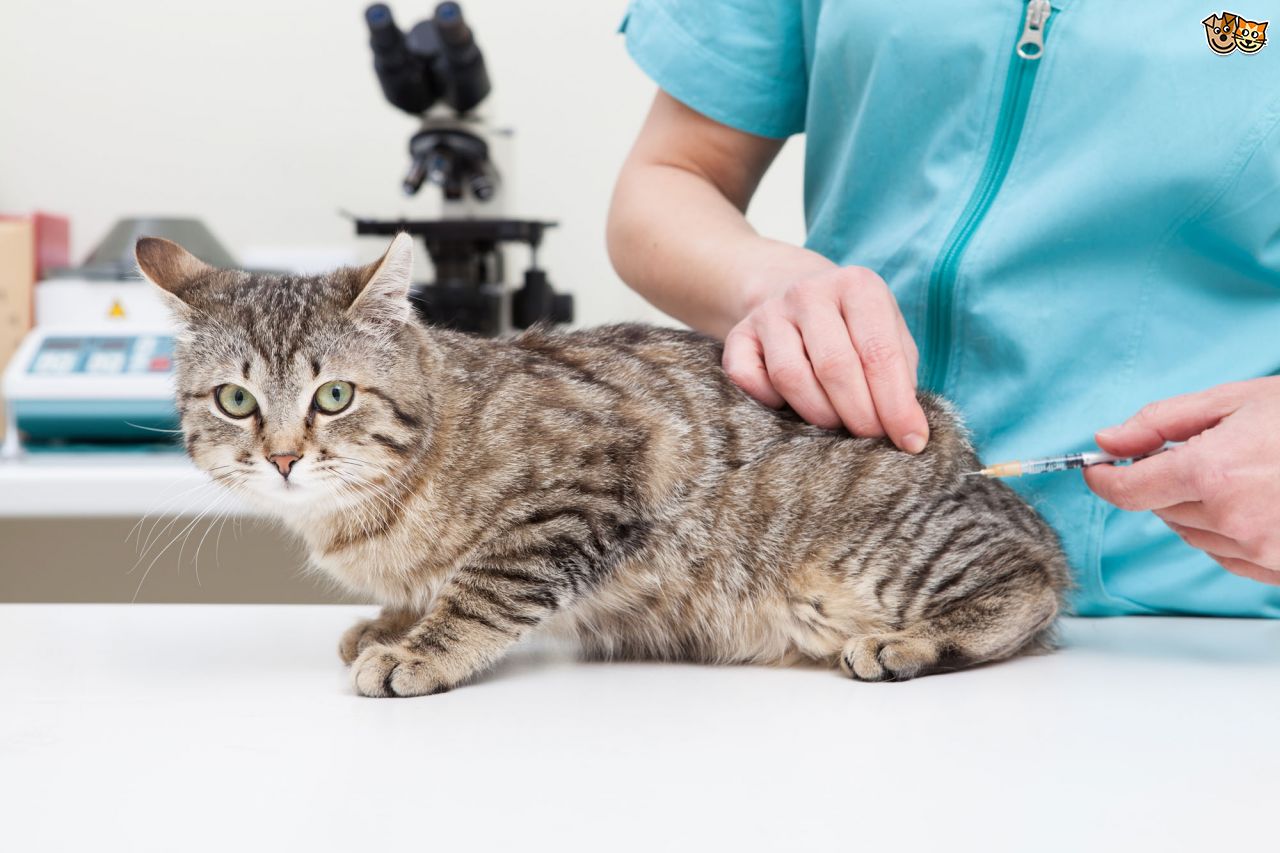 Tiêm phòng bạch cầu sớm cho mèo để tránh được các căn bệnh nguy hiểm