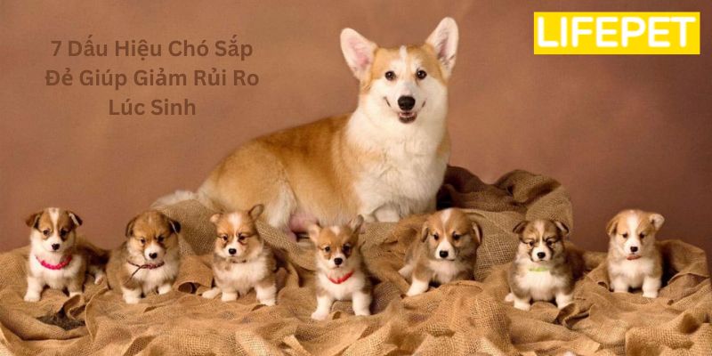 7 Dấu Hiệu Chó Sắp Đẻ Giúp Giảm Rủi Ro Lúc Sinh