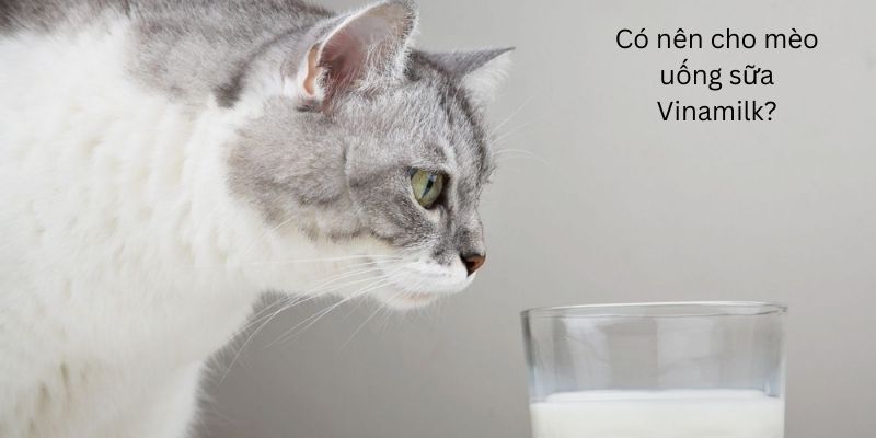 Có nên cho mèo uống sữa Vinamilk?