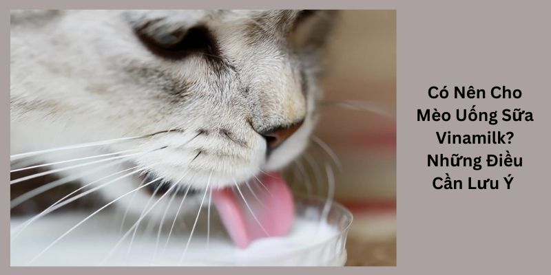 Có Nên Cho Mèo Uống Sữa Vinamilk? Những Điều Cần Lưu Ý